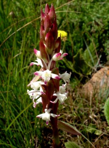 Satyrium longicauda var. longicauda flower stem