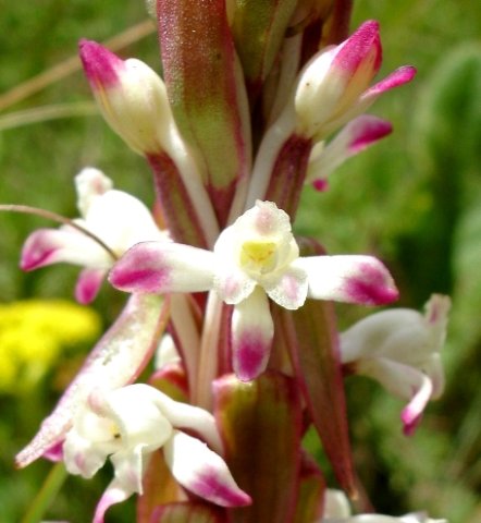 Satyrium longicauda var. longicauda bright sepal tips