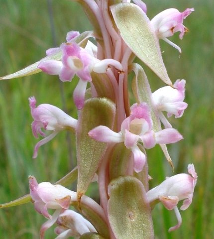 Satyrium longicauda var. longicauda bracts pointing down