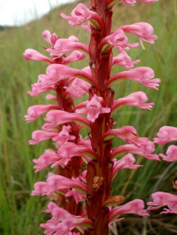Satyrium macrophyllum inflorescence
