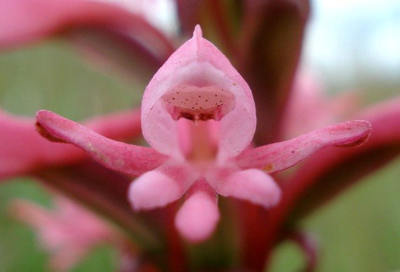 Satyrium macrophyllum flower