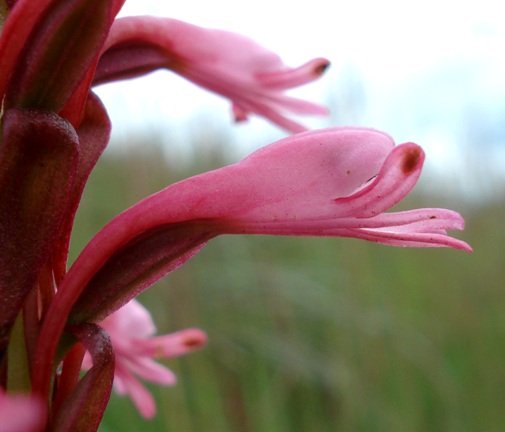Satyrium macrophyllum flower profile