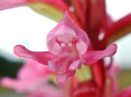 Satyrium macrophyllum intimidation