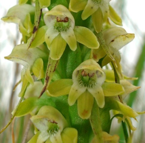 Satyrium microrrhynchum flowers