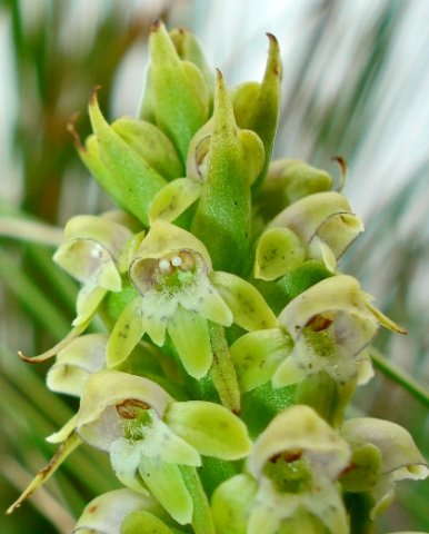Satyrium microrrhynchum, top of the flower spike