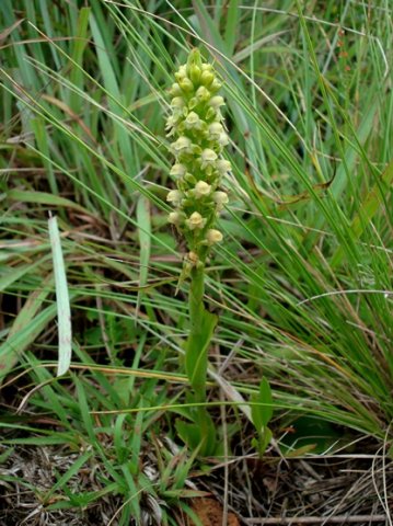 Satyrium microrrhynchum