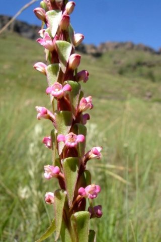Satyrium neglectum inflorescence