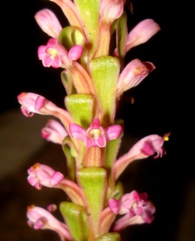 Satyrium neglectum flowers by night
