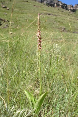 Satyrium neglectum leaves