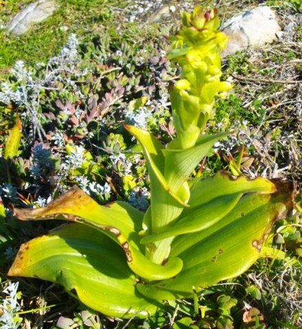 Satyrium odorum