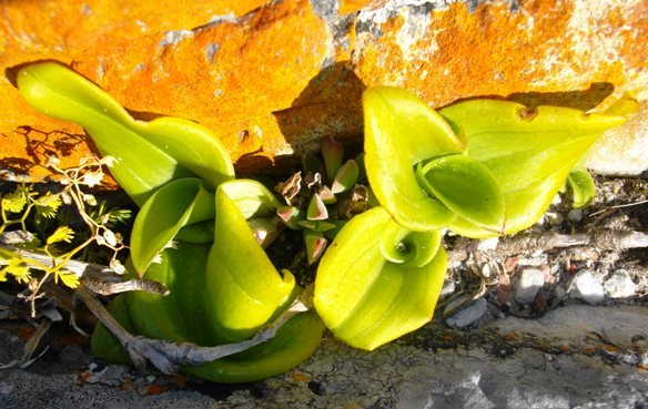 Satyrium odorum new plants