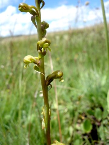 Satyrium parviflorum