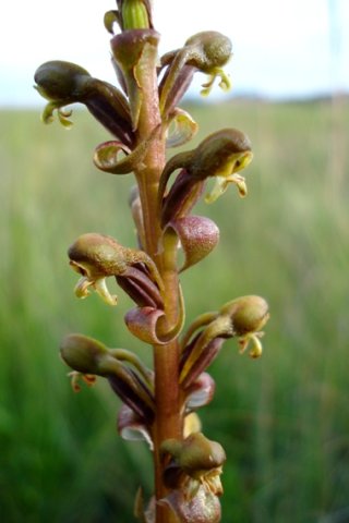 Satyrium parviflorum flaunting curves
