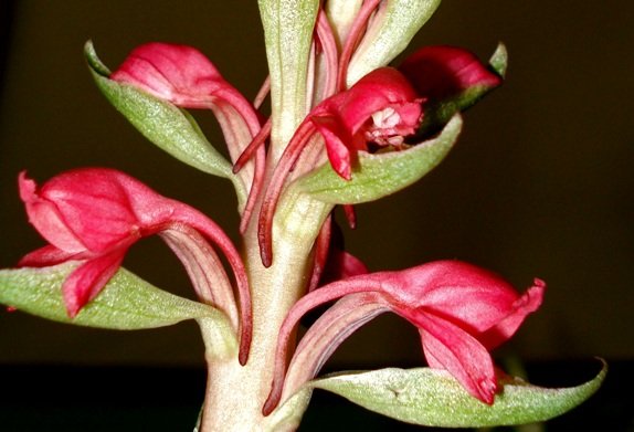 Satyrium princeps flowers
