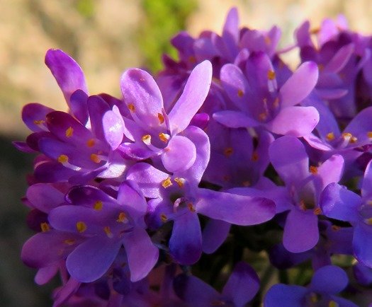 Selago villicaulis flowers