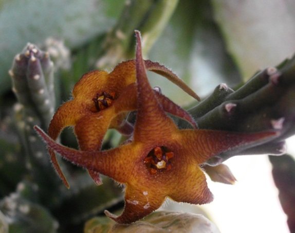 Stapelia hirsuta var. hirsuta orange brown corolla parts