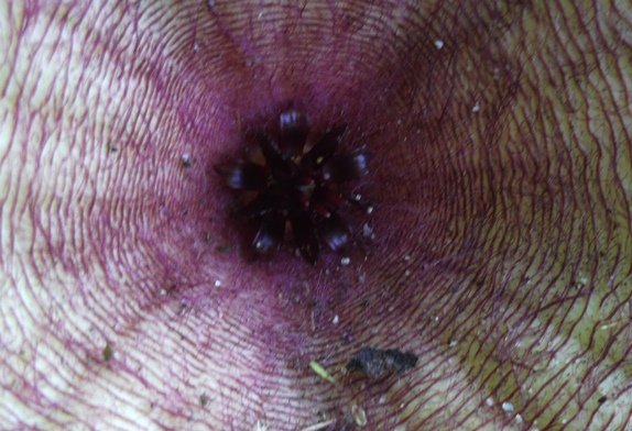 Stapelia gigantea flower centre