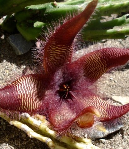 Stapelia hirsuta, a hairy subject