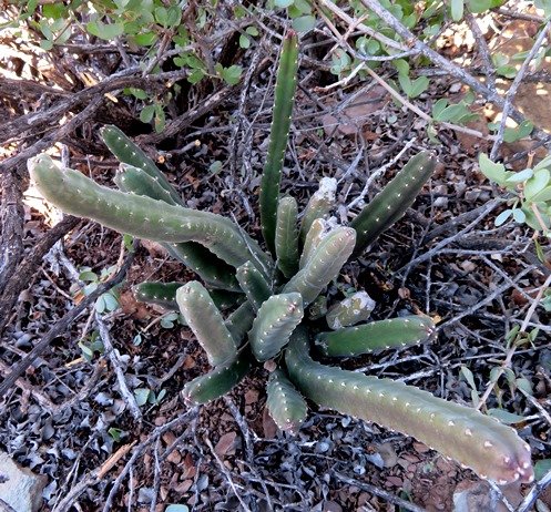 Stapelia