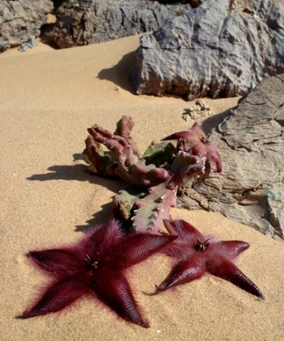 Stapelia hirsuta var. gariepensis