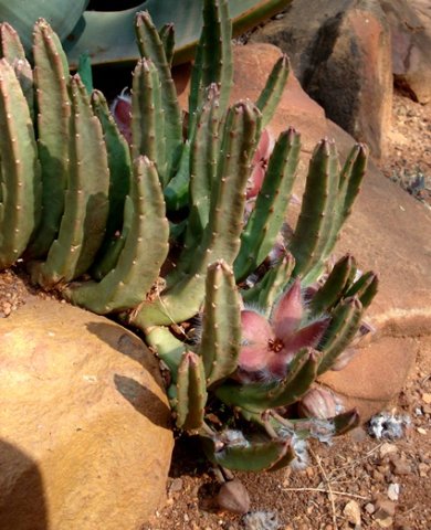 Stapelia hirsuta var. tsomoensis