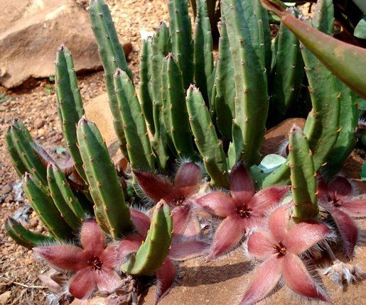 Stapelia hirsuta var. tsomoensis stems