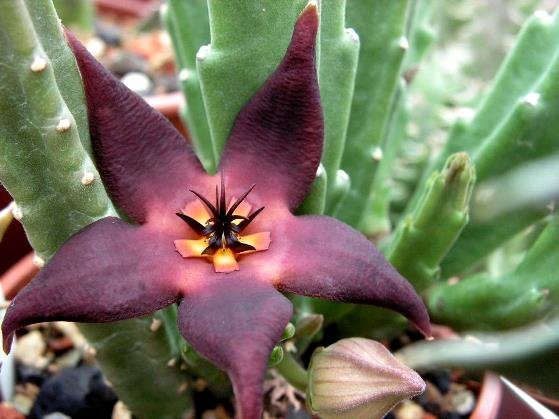 Stapelia hirsuta var. vetula coronas