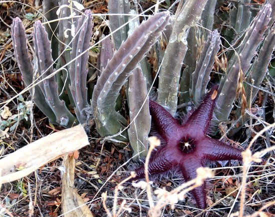 Stapelia hirsuta var. vetula stems