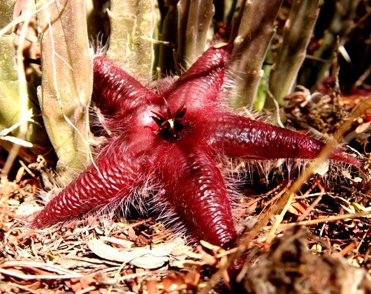 Stapelia hirsuta var. vetula