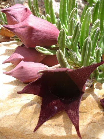Stapelia leendertziae