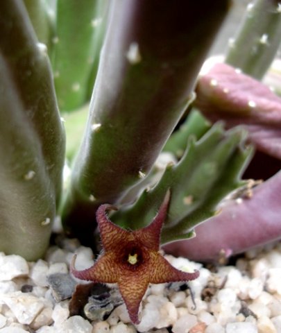 Stapelia rufa flower