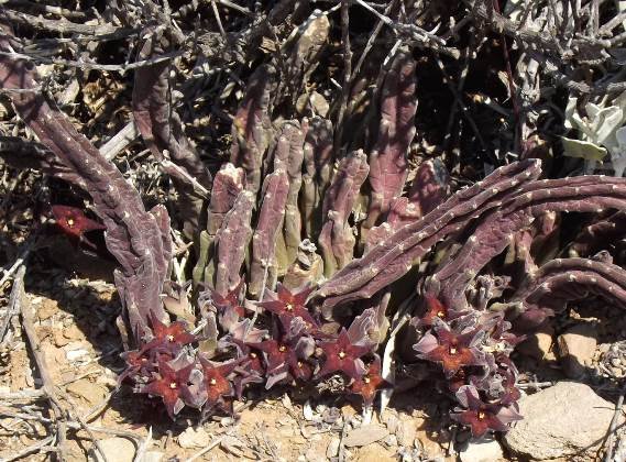 Stapelia rufa flowers