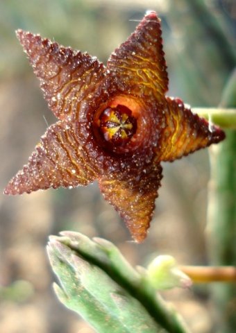 Stapelia similis flower
