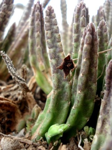 Stapelia similis