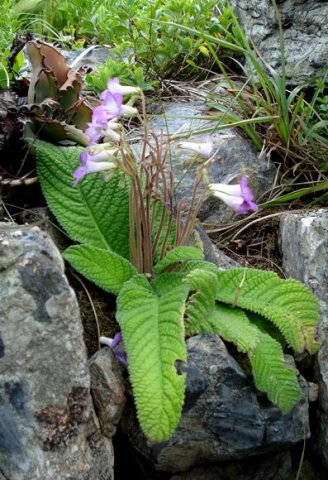 Streptocarpus cyaneus subsp. cyaneus leaves
