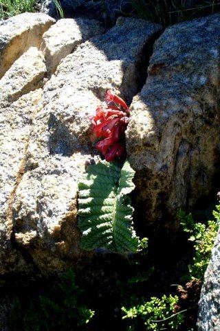 Streptocarpus dunnii well protected