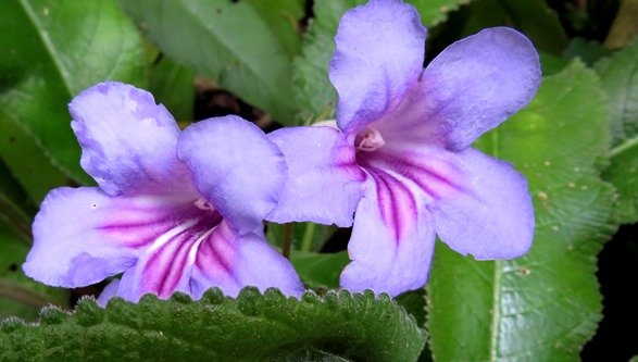 Streptocarpus primulifolius flowers
