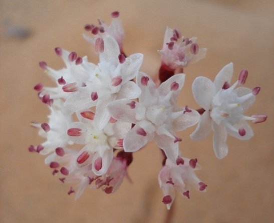 Strumaria bidentata
