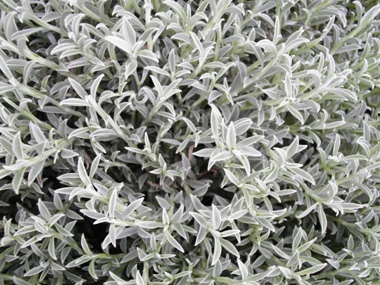 Syncarpha argyropsis