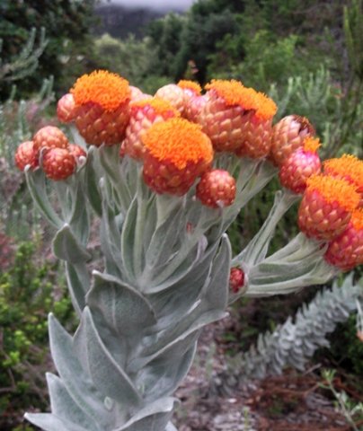 Syncarpha eximia flat-topped inflorescence