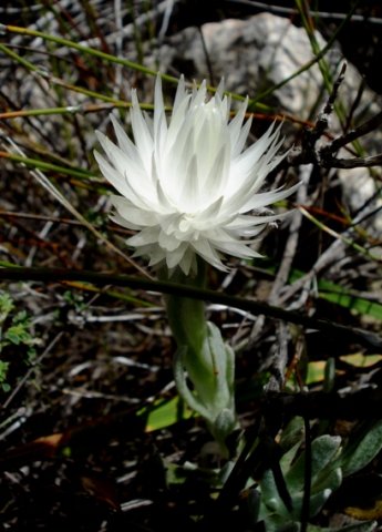Syncarpha vestita, floral beauty in the packaging