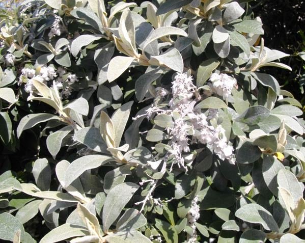 Tarchonanthus camphoratus