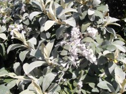 Tarchonanthus camphoratus