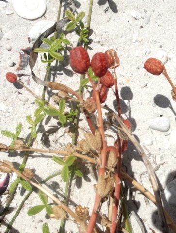 Trachyandra divaricata open capsules