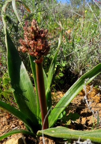 Trachyandra muricata scape and buds