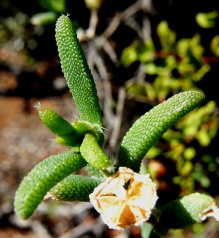 Trichodiadema setuliferum capsule