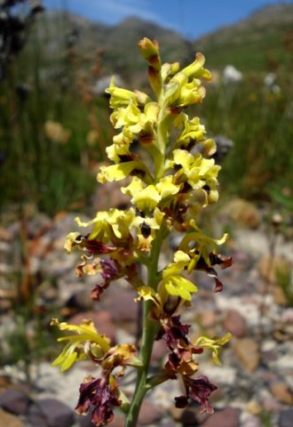 Tritoniopsis parviflora flower spike