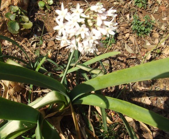 Tulbaghia simmleri