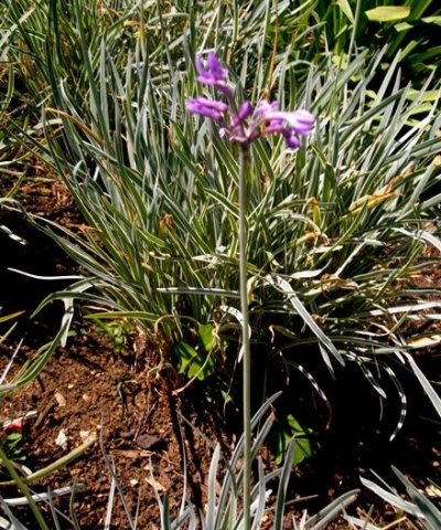 Tulbaghia violacea variegated leaf margins