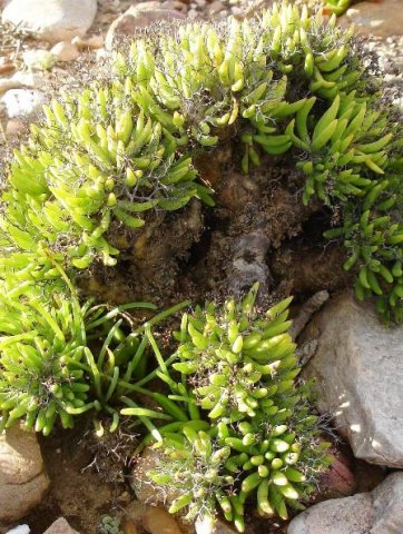 Tylecodon reticulatus subsp. reticulatus narrowly oval leaves